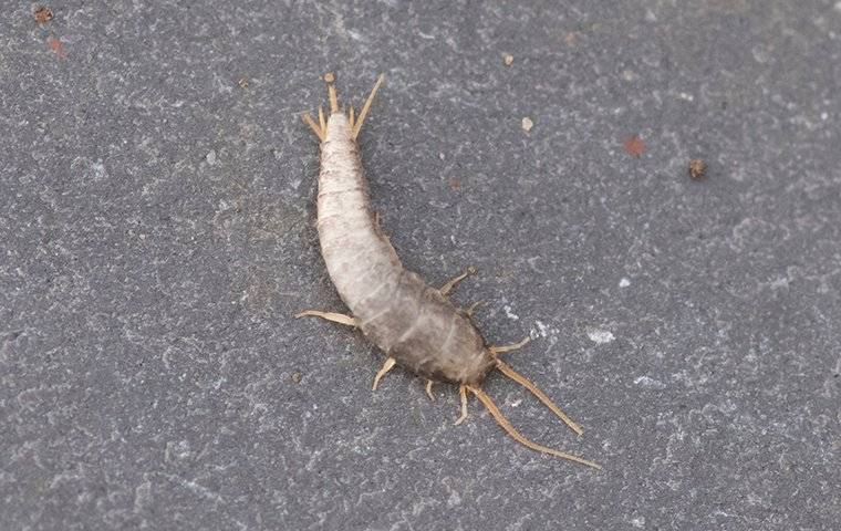 a silverfish crawling in a bathroom