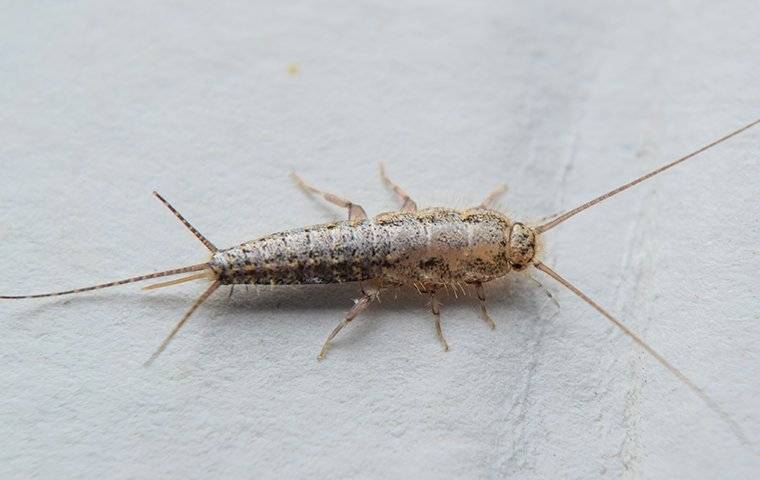 close up of silverfish