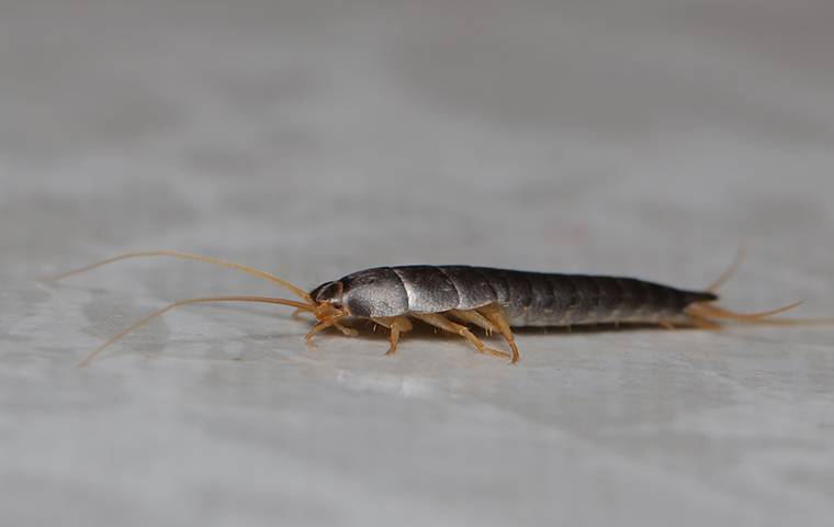 a silverfish crawling on a floor in a home