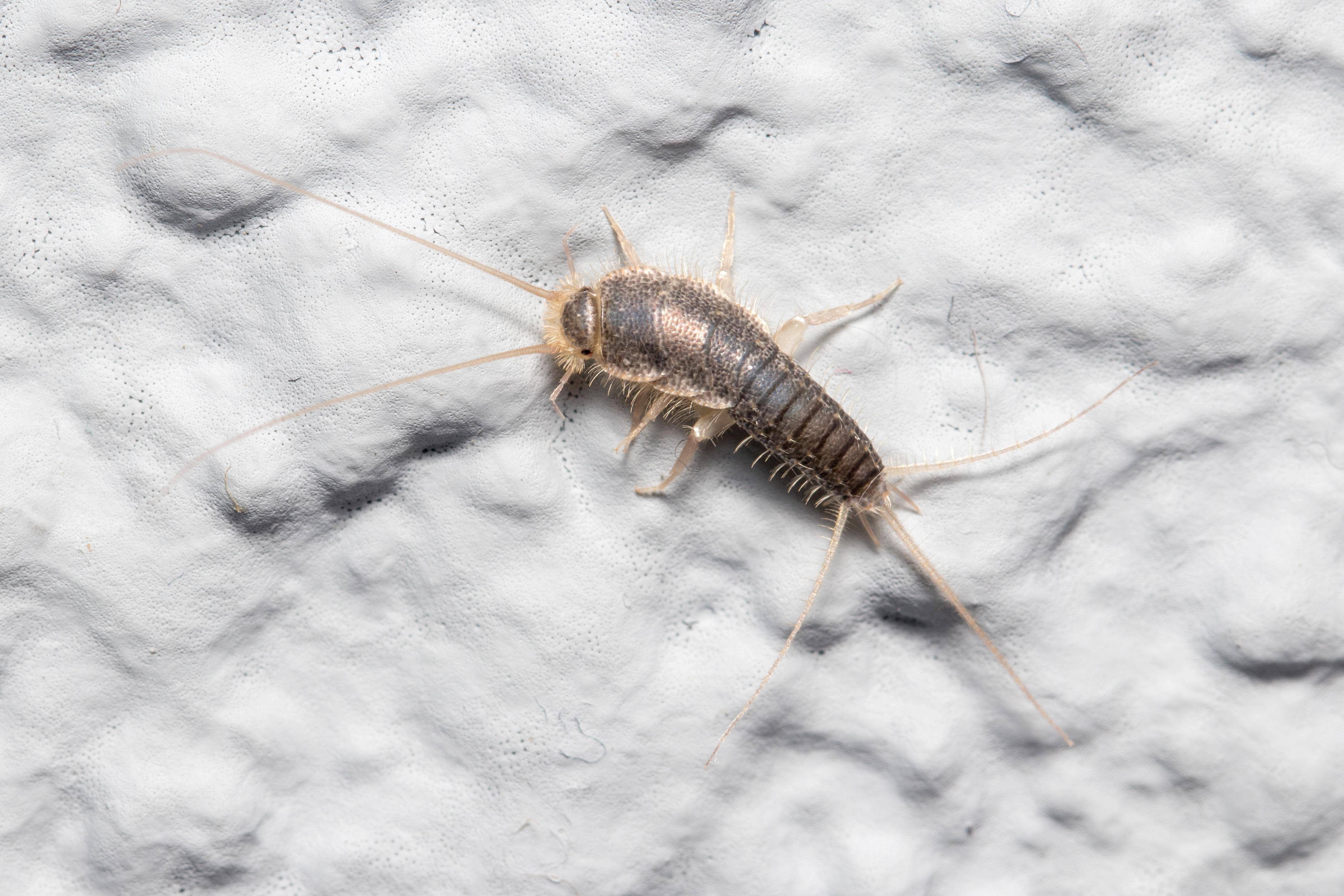 silverfish on a wall