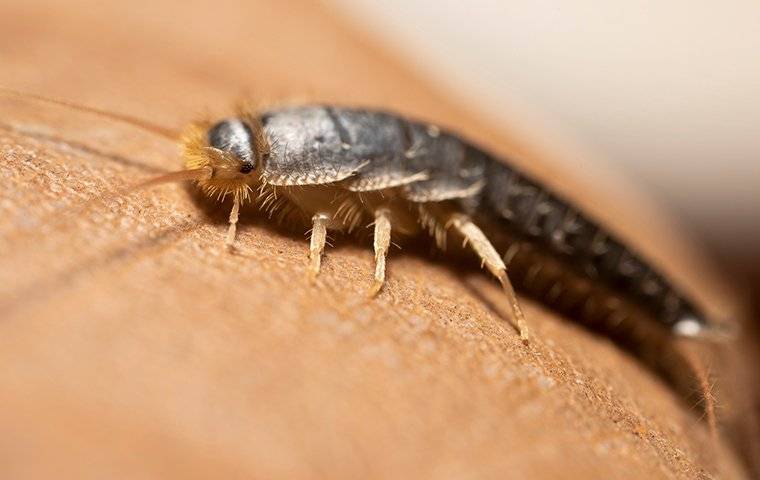 silverfish crawling on leather