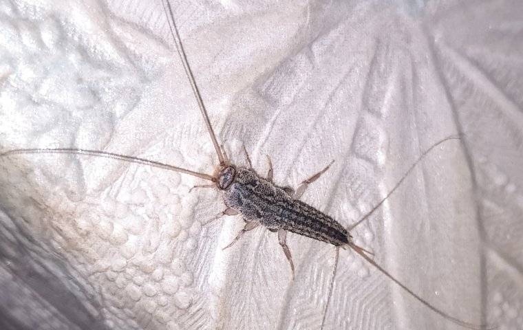 a silverfish in a living room
