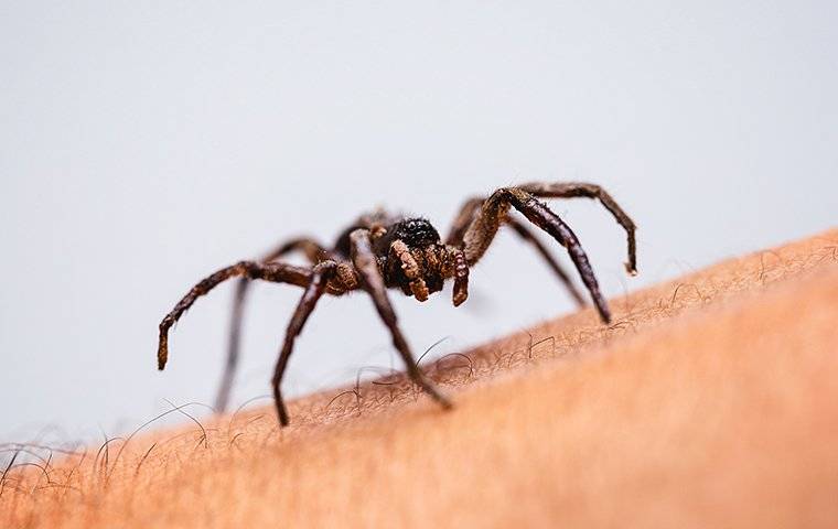 spider crawling on arm