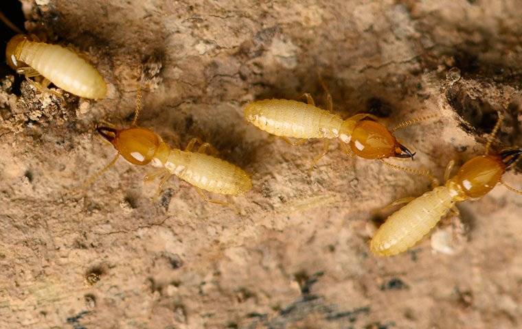 termites crawling in damaged wood