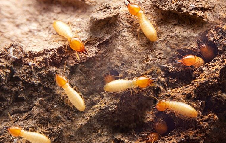 termites crawling on damaged wood