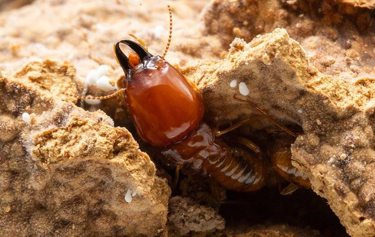 a termite crawling out of a ground hole