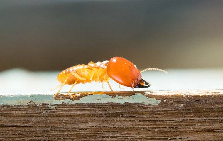 a termite crawling on wood