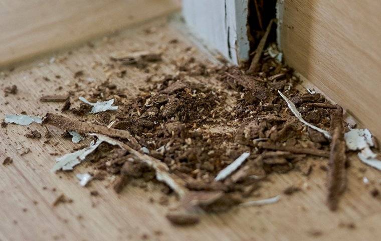 termite damage on wooden interior trim