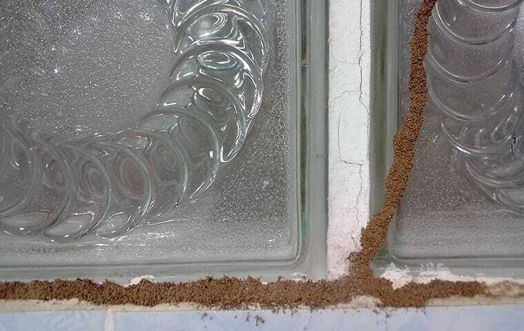 signs of extantive termite damamge and tubing