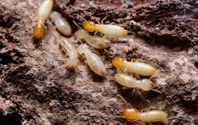 termites crawling on damaged wood