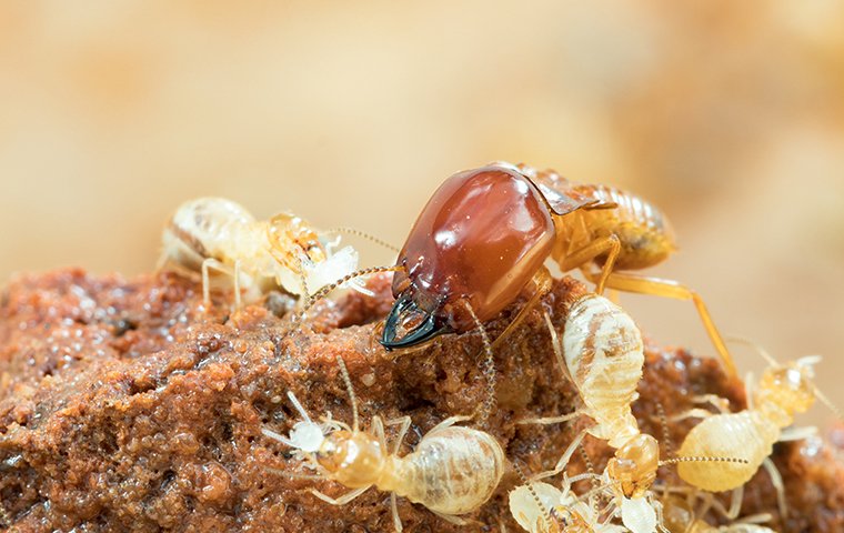 termites crawling on damaged wood