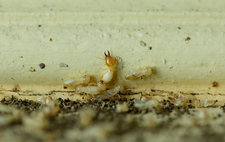 termites on damaged wooden trim