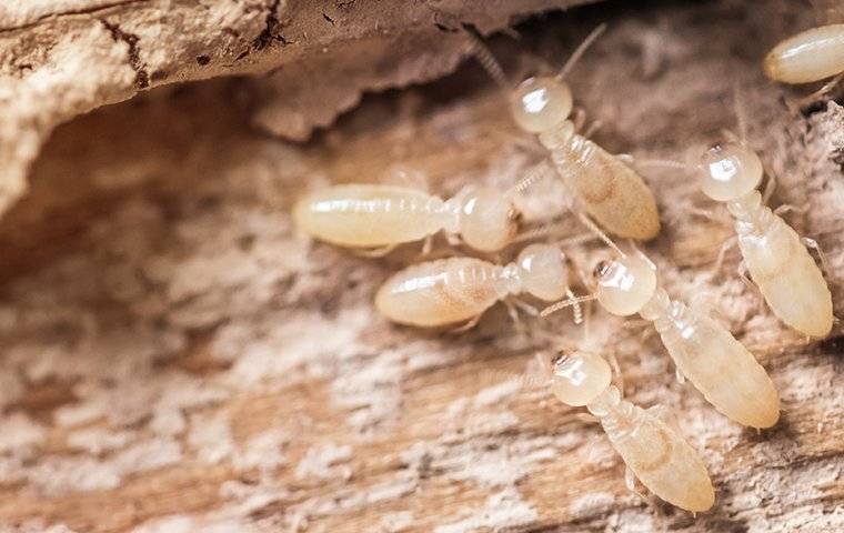 termites destroying wood inside a home