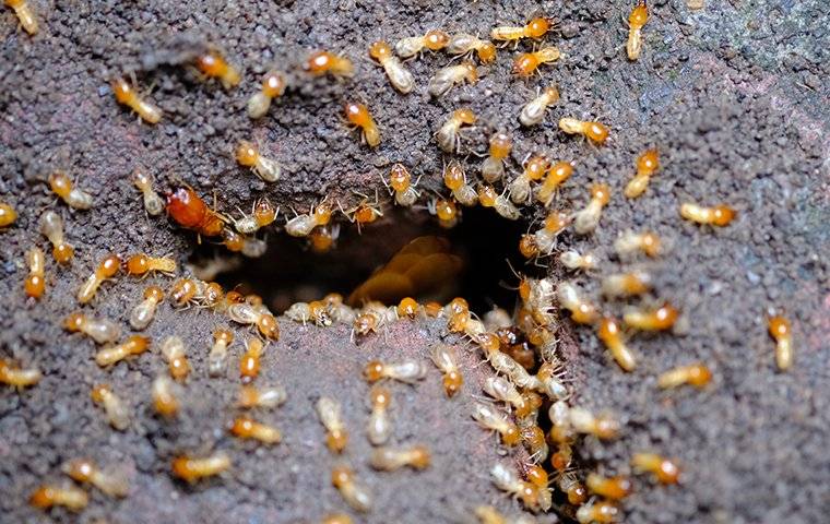hundreds of termites going into a ground hole