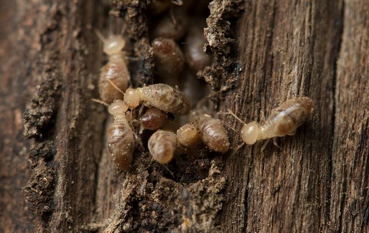 termites in wood outside house