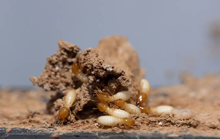 termites on a mound of mud