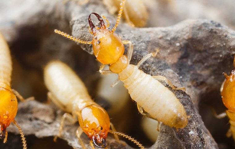 termites on damaged wood