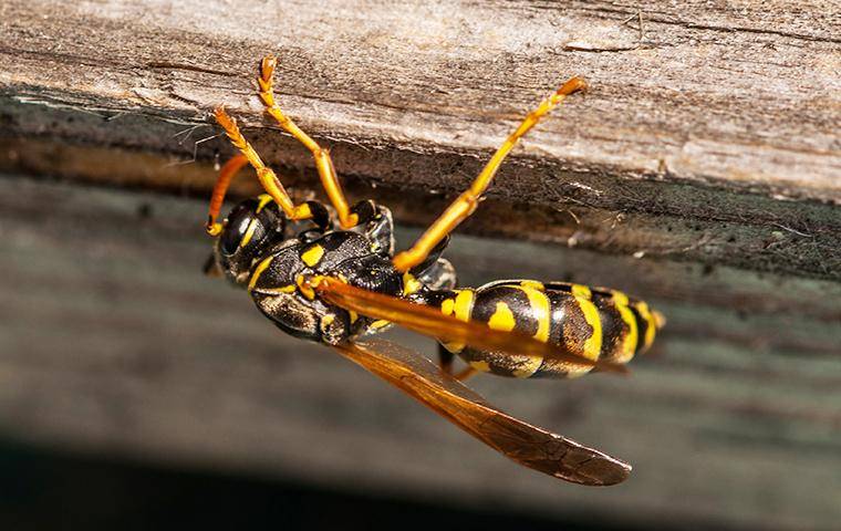 a wasp on the exterior of a home