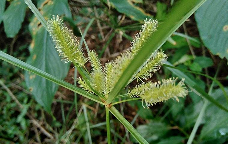 weeds in a lawn