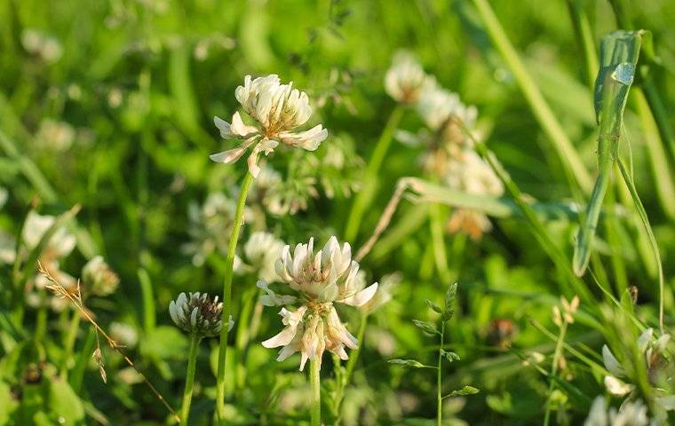 white clover weed in a lawn