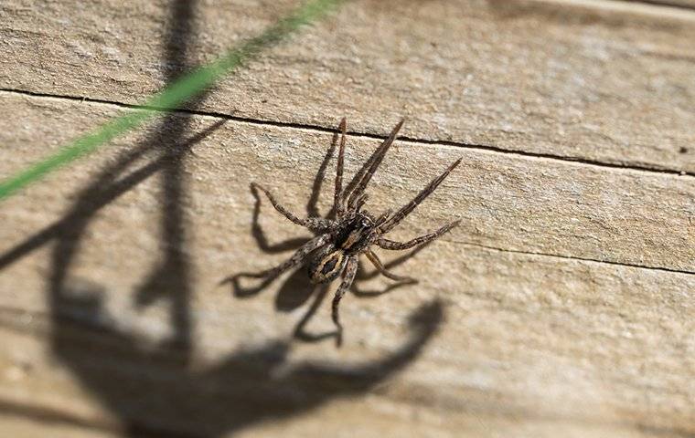 a wolf spider crawling on a wall inside a home