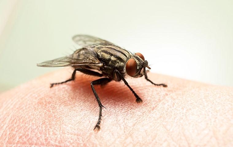a fly on human skin