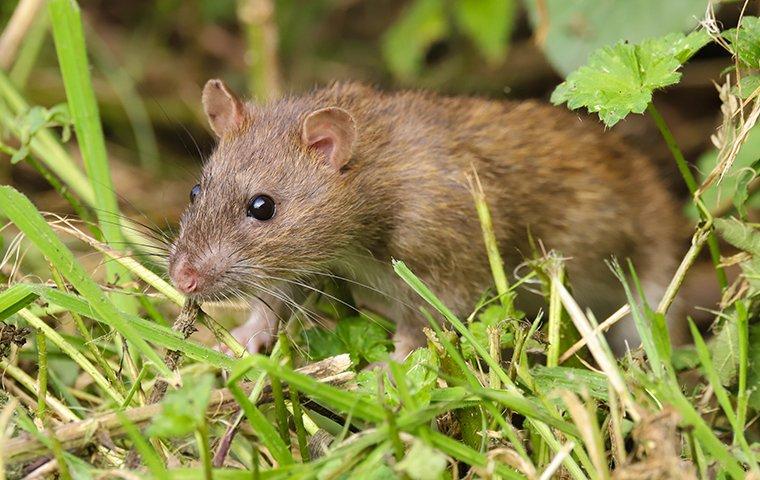a rat crawling through the grass near a home