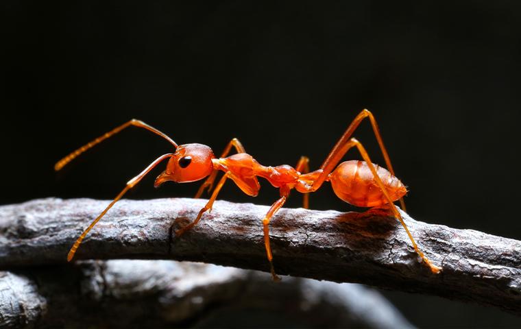 fire ant on a twig