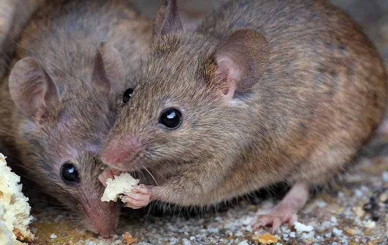 rodents