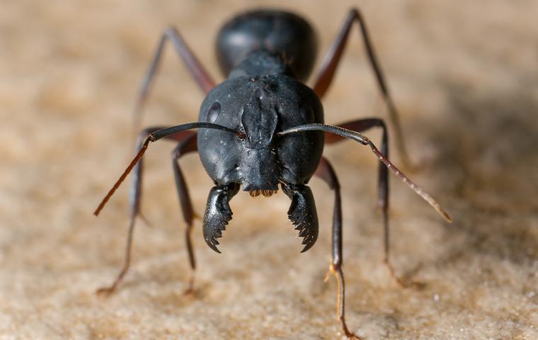 close up of black ant