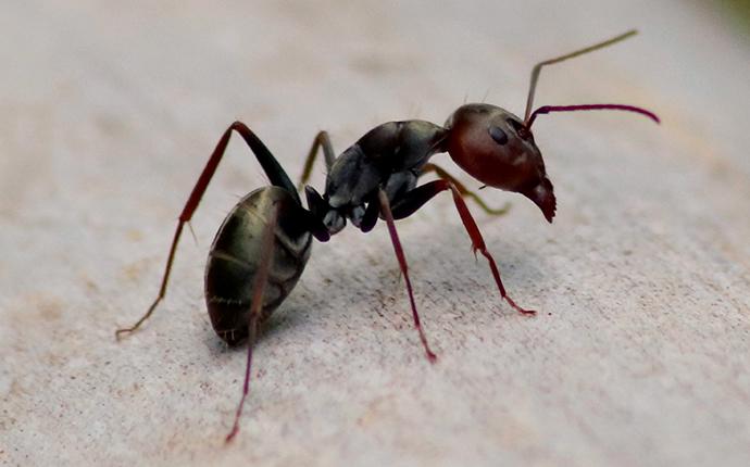 ant up close