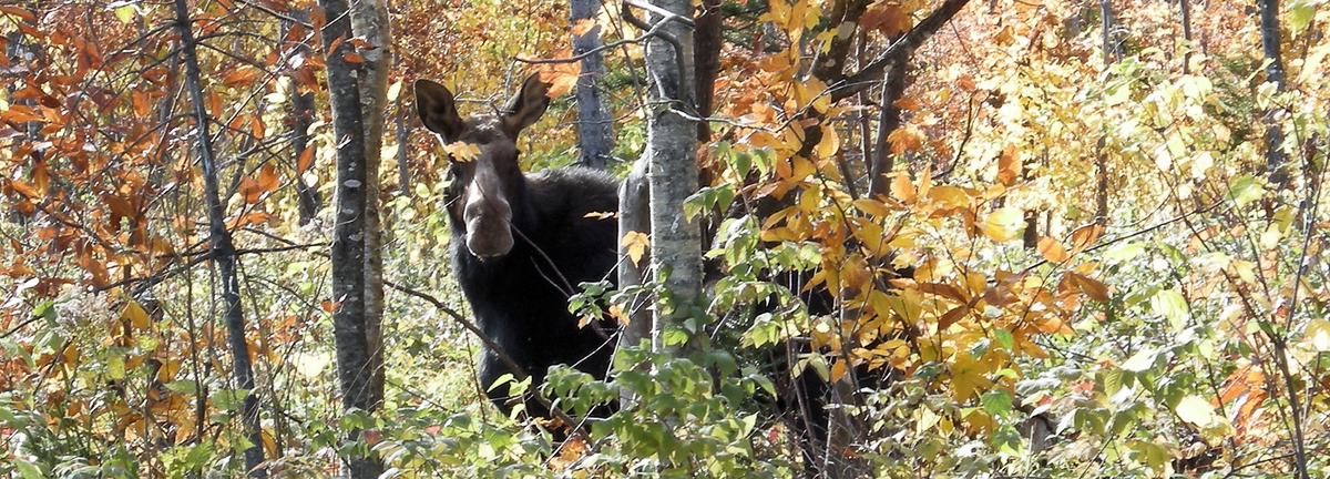 Moose Watching