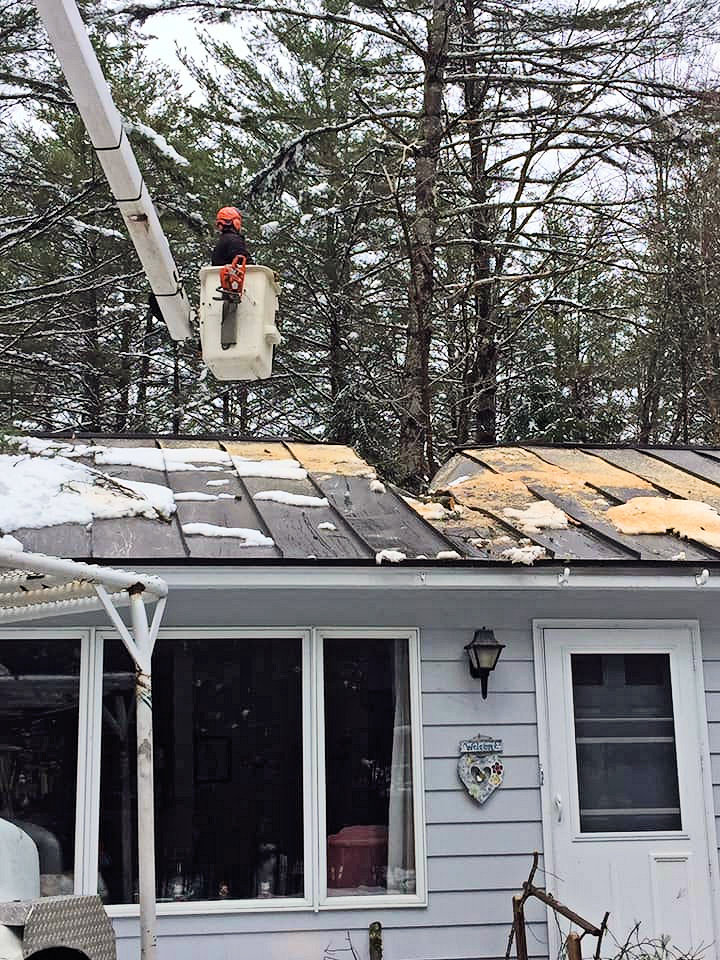 Arbor Mountain Tree Service at work!