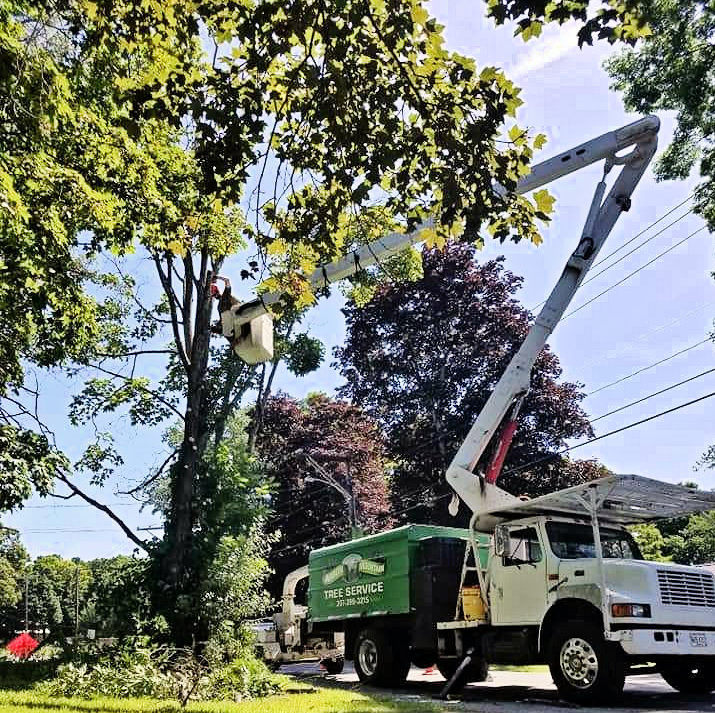 arbor tree service michigan