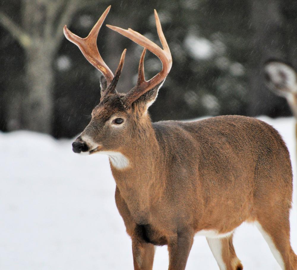 Deer Watching in Maine's Northwestern Mountains Region