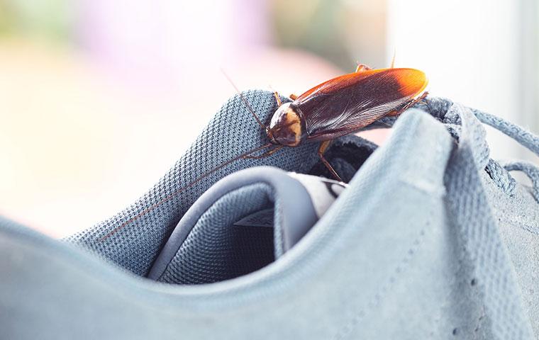 cockroach crawling into a shoe