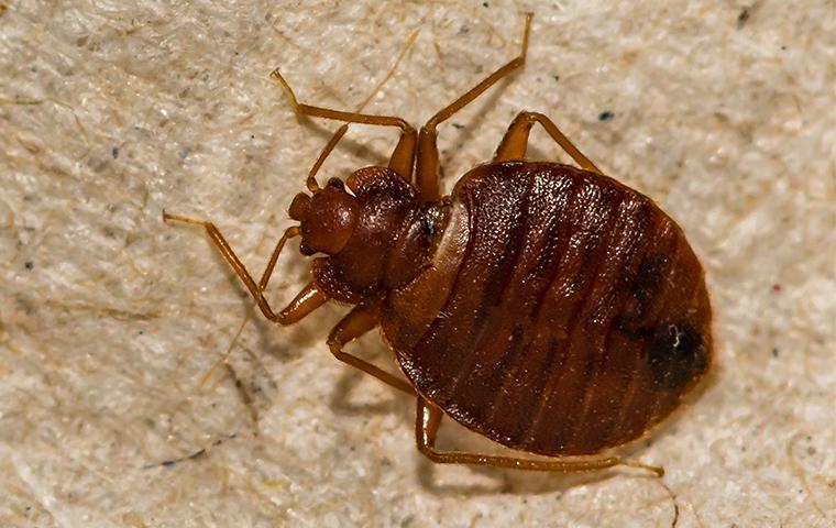 up close image of a bed bug on fabric inside a home
