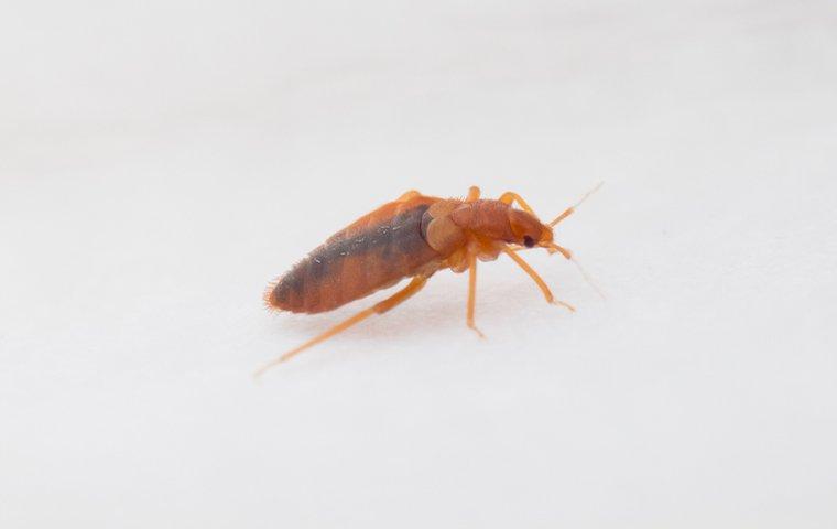 bed bug on white paper