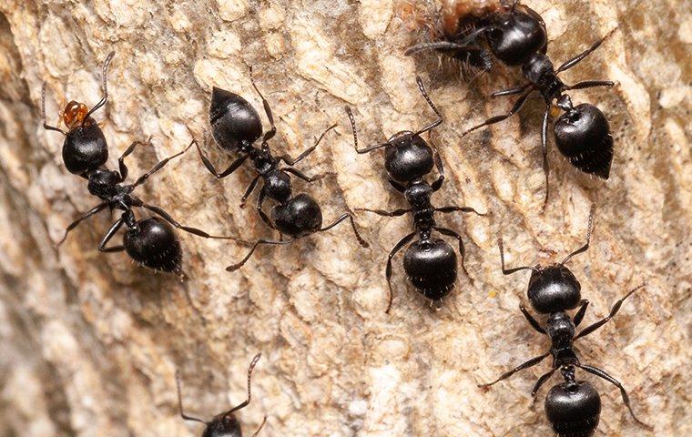 acrobat ant crawling on a trees bark