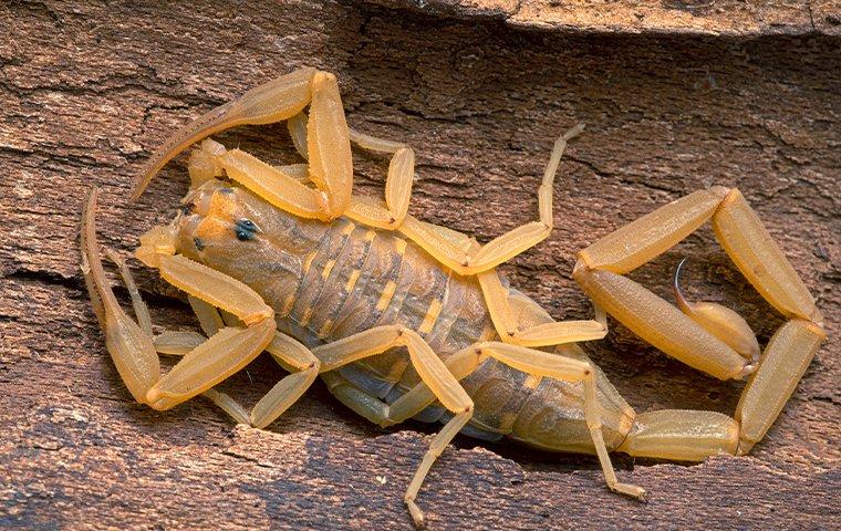 up close image of a bark scorpion on wood
