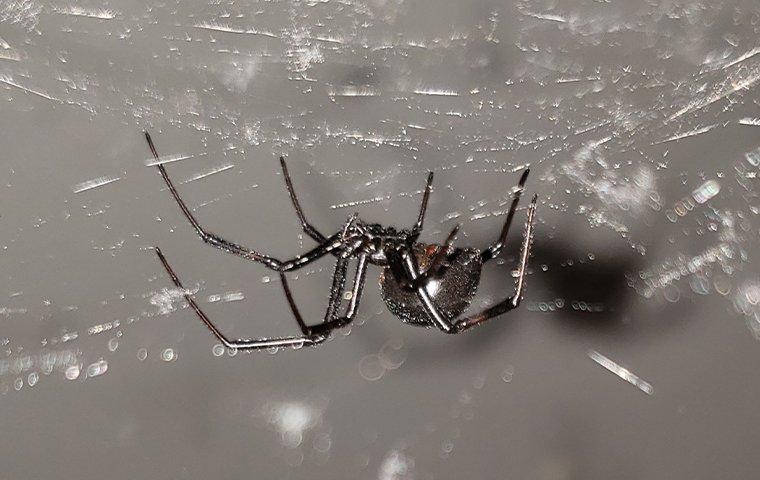 black widow spider climbing in its web