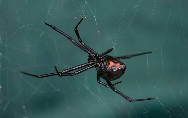 black widow spider hanging on web