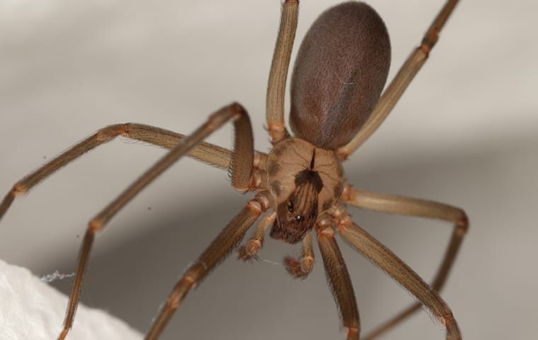 a brown recluse spider in a web