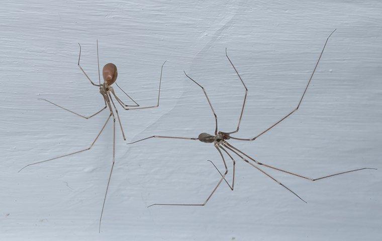 cellar spiders on a white wall