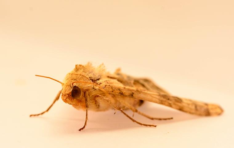 moth on a countertop