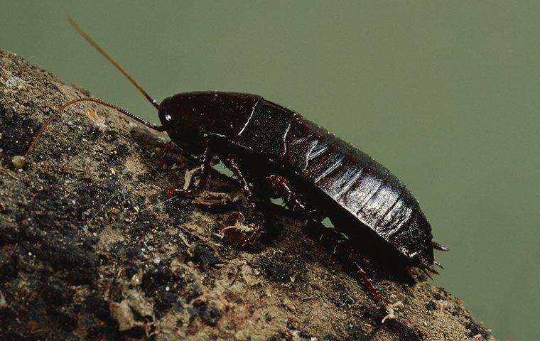 cockroach crawling on a tree trunk