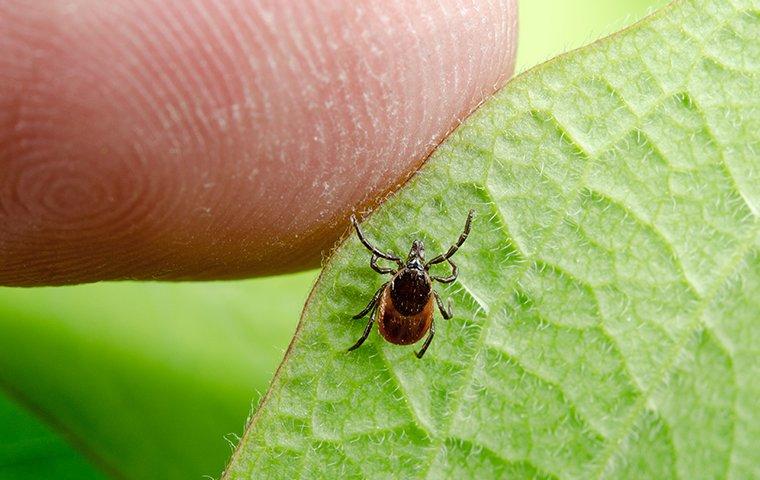 deer tick on leaf