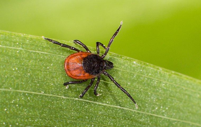 deer tick on a leaf crawling