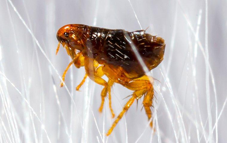 flea active in winter