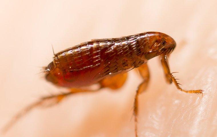 up close image of a fleas jumping on human skin